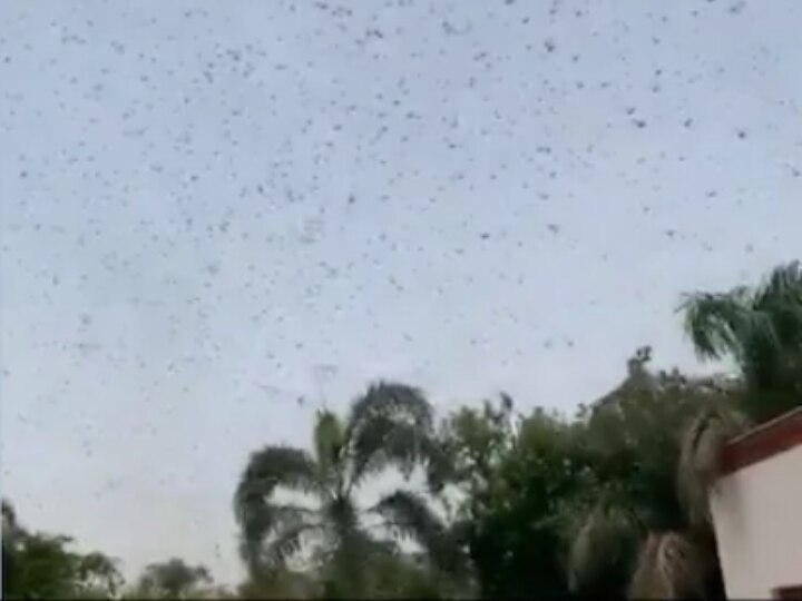 WATCH | '#Hamla': Virender Sehwag Posts Video Of Locusts Attack Right Above His House WATCH | '#Hamla': Virender Sehwag Posts Video Of Locusts Attack Right Above His House