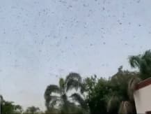 WATCH | '#Hamla': Virender Sehwag Posts Video Of Locusts Attack Right Above His House