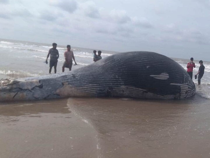 36-Foot-Long Carcass Of Endangered Whale Species Washes Ashore In Bengal 36-Foot-Long Carcass Of Endangered Whale Species Washes Up On Bengal's Mandarmani Beach