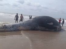 36-Foot-Long Carcass Of Endangered Whale Species Washes Up On Bengal's Mandarmani Beach