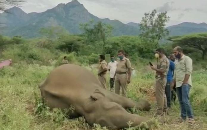 After Pregnant Elephant's Death In Kerala, Another One Dies After Being Shot At In Tamil Nadu; 2 Brothers Arrested