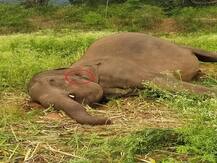 After Pregnant Elephant's Death In Kerala, Another One Dies After Being Shot At In Tamil Nadu; 2 Brothers Arrested