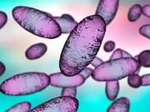 Is The Bubonic Plague Cases In China A Matter Of Panic?