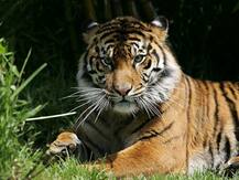 Tiger Kills 70-Year-Old In Khambada As Hunt Continues, Has History Of 8 Killings In Last 2 Years