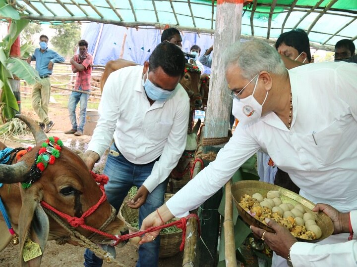 The Art Of Milking The Cow: Baghel Takes A Leaf From The BJP Playbook The Art Of Milking The Cow: Baghel Takes A Leaf From The BJP Playbook