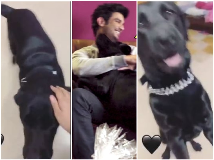 Sushant Singh Rajput’s Niece Mallika Shares A New Happy Video Of Late Actor’s Pet Dog Fudge!  WATCH: Sushant Singh Rajput’s Niece Mallika Shares A New Happy Video Of Late Actor’s Pet Dog Fudge!