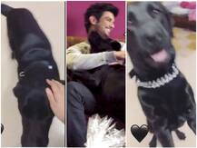 WATCH: Sushant Singh Rajput’s Niece Mallika Shares A New Happy Video Of Late Actor’s Pet Dog Fudge!
