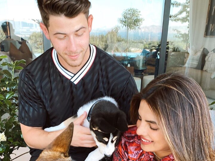 Priyanka Chopra Jonas And Nick Jonas Welcome A New Family Member Priyanka Chopra Jonas And Nick Jonas Welcome A New Family Member