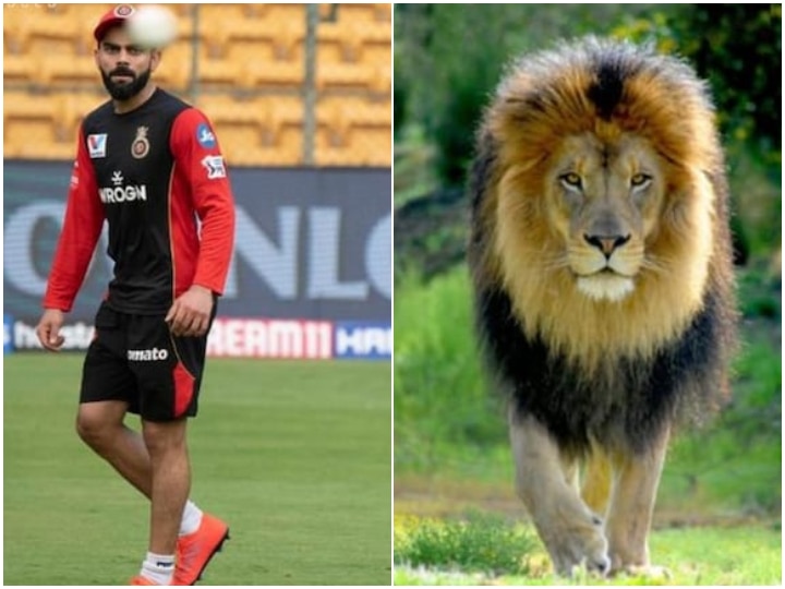 One Is Wearing Clothes And Second...: Yuzvendra Chahal Comes Up With A Hilarious Reply To RCB's Tweet On World Lion Day One Is Wearing Clothes And Second...: Yuzvendra Chahal Comes Up With A Hilarious Reply To RCB's Tweet On World Lion Day