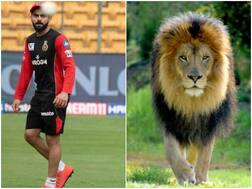 One Is Wearing Clothes And Second...: Yuzvendra Chahal Comes Up With A Hilarious Reply To RCB's Tweet On World Lion Day