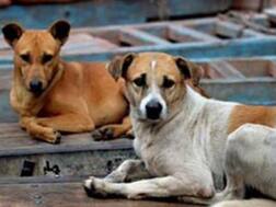 International Dog Day: Dogs Are Man’s Best Friend Since Ages, Let’s Find Out How That Happened To Be