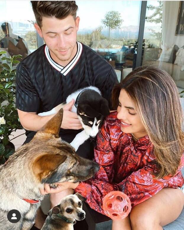 Priyanka Chopra and her husband Nick Jonas have adopted several dogs. Recently the couple added Panda, a Husky Australian Shepherd mix to the group. Priyanka’s other dog, Diana has her own Instagram page. (Image- Instagram/diariesofdiana)