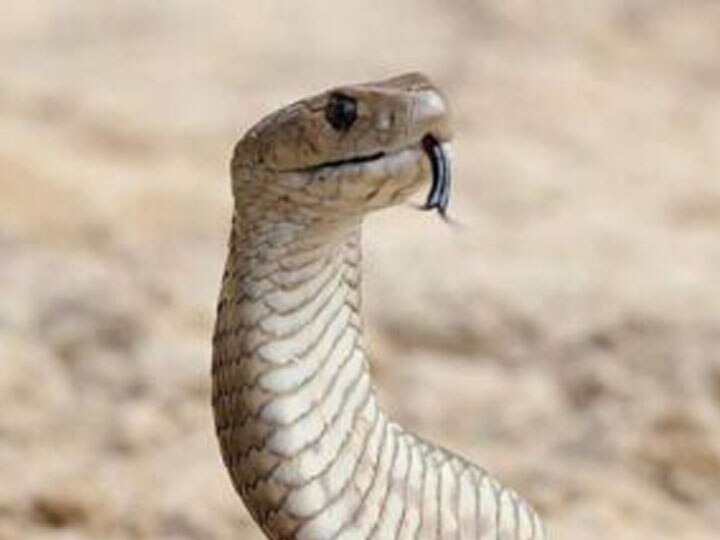 BIZARRE! 4 Feet Long King Cobra Rescued From Bank Strong Room In Bhubaneswar; Panic Among Staff Members