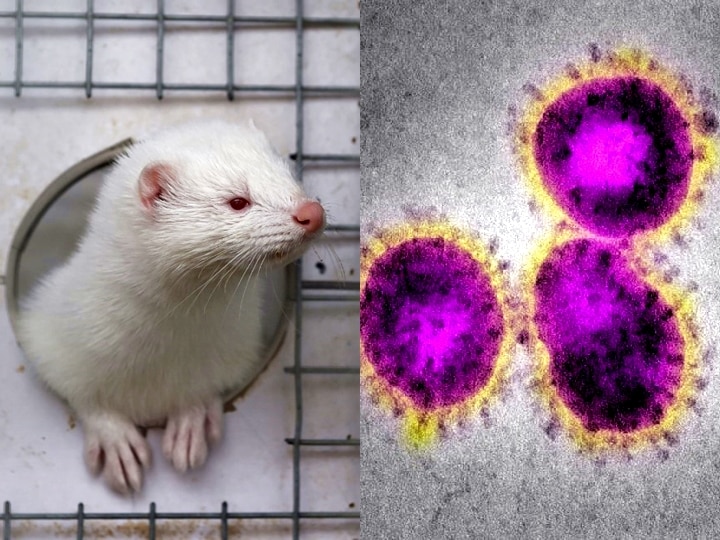 Denmark To Kill Over 15 Million Minks After A New Strand Causing Coronavirus Covid-19 Surfaces, Bigger Challenge Ahead In Absence Of Vaccine? Denmark To Kill Over 15 Million Minks After A New Strand Causing Covid-19 Surfaces, Bigger Challenge Ahead In Absence Of Vaccine?