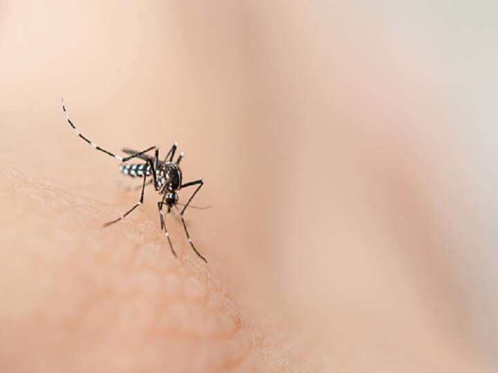 Rare Malaria Genus Plasmodium Ovale Reported In Kerala, Found In Soldier Who Came From Sudan Rare Malaria Genus Plasmodium Ovale Reported In Kerala, Found In Soldier Who Came From Sudan