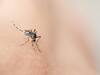 Rare Malaria Genus Plasmodium Ovale Reported In Kerala, Found In Soldier Who Came From Sudan