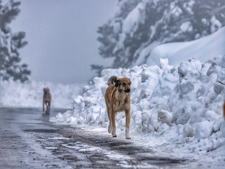 Stray Dogs search for food at the snow-covered tourist hotspot Gulmarg, Baramulla, Jammu and Kashmir. (Photo by Nasir Kachroo/NurPhoto via Getty Images)