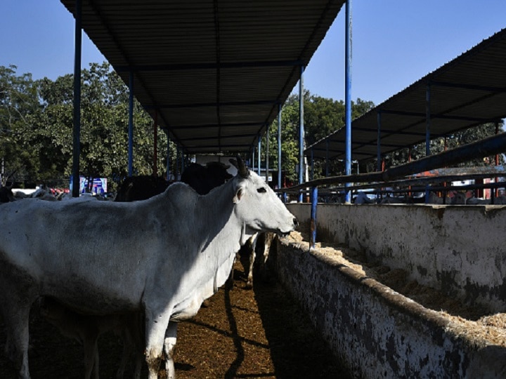 What Is Karnataka Anti-Cow Slaughter Bill? Know Will It Effect Small Businesses EXPLAINED | What Is Karnataka Anti-Cow Slaughter Bill? Know Will It Affect Small Businesses