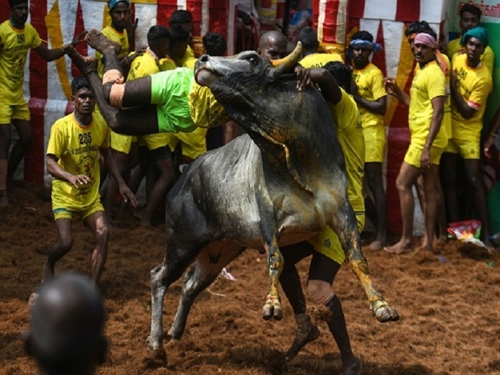 Tamil Nadu Govt Gives Nod To Jallikattu Despite Rise In Covid Caseload - Check Complete Guidelines Tamil Nadu Govt Gives Nod To Jallikattu Despite Rise In Covid Caseload - Check Complete Guidelines