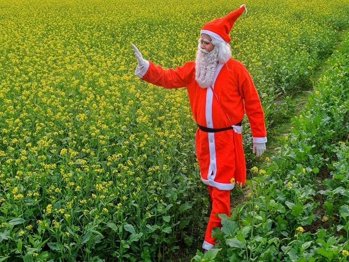 A man dressed as Santa Claus walks through a mustard field on the eve of Christmas, in West Bengal's Nadia. (Image: PTI)