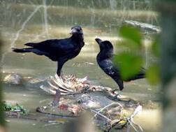 After Rajasthan, Now Bird Flu Virus Detected In Dead Crows In Indore; Know More
