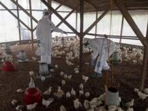 Kerala On High Alert As Bird Flu Scare Escalates; 40 Thousand Birds To be Culled