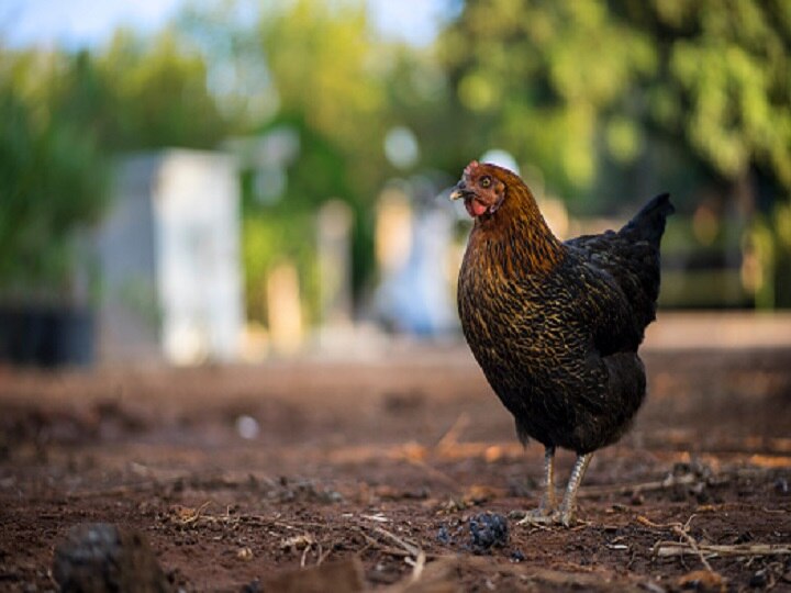 Bird flu Scare 6 states report confirmed cases, govt strengthens Containment Measures Bird Flu Scare: Know The Situation In 6 Confirmed States As Govt Strengthens Containment Measures