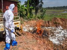 IN PICS | Bird Flu Outbreak Wreaks Havoc As Kerala, MP, Raj & Other States Begin Culling Of Birds