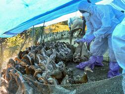 Several States On Alert As Bird Flu Scare Escalates; Can Avian Influenza Be Transmitted To Humans?