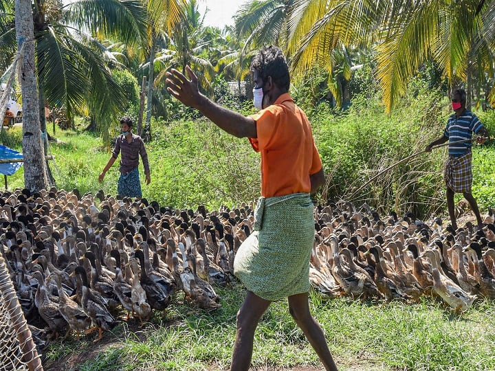 The presence of the dreaded virus was confirmed in some ducks following which the State Minister for Forest, Animal Husbandry and Dairy Development K. Raju had ordered culling of 50,000 ducks in both Kottayam and Alappuzha districts, to contain the spread of the infection. Officials also confirmed that as many as 12,000 ducks have died. (Image: PTI)