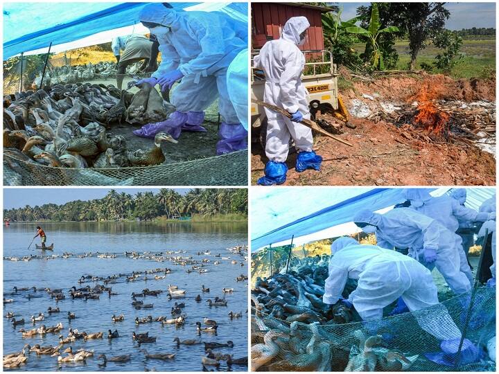In Photos: Bird Flu Virus Updates: Kerala, Madhya Pradesh, Rajasthan ...