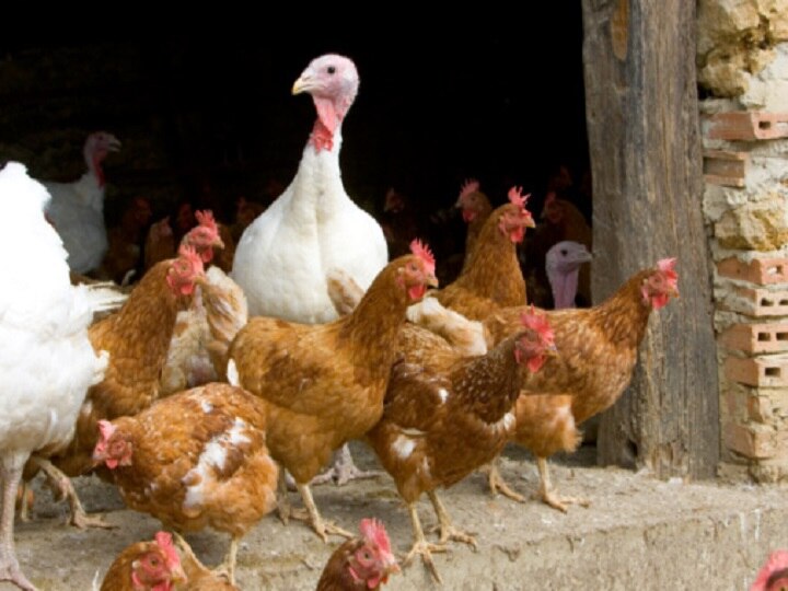 Bird Flu: Several States On High Alert, As Bird Flu, Avian Influenza Fear grows, full list of states bird flu here Bird Flu Outbreak: Several States On Alert As Avian Influenza Continues To Evoke Panic; Full List Here