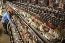 Is Eating Chicken Or Egg Safe During Bird Flu Outbreak? Details Inside