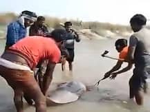 WATCH | Rare Dolphin Beaten To Death By Locals In UP's Pratapgarh; 3 Arrested