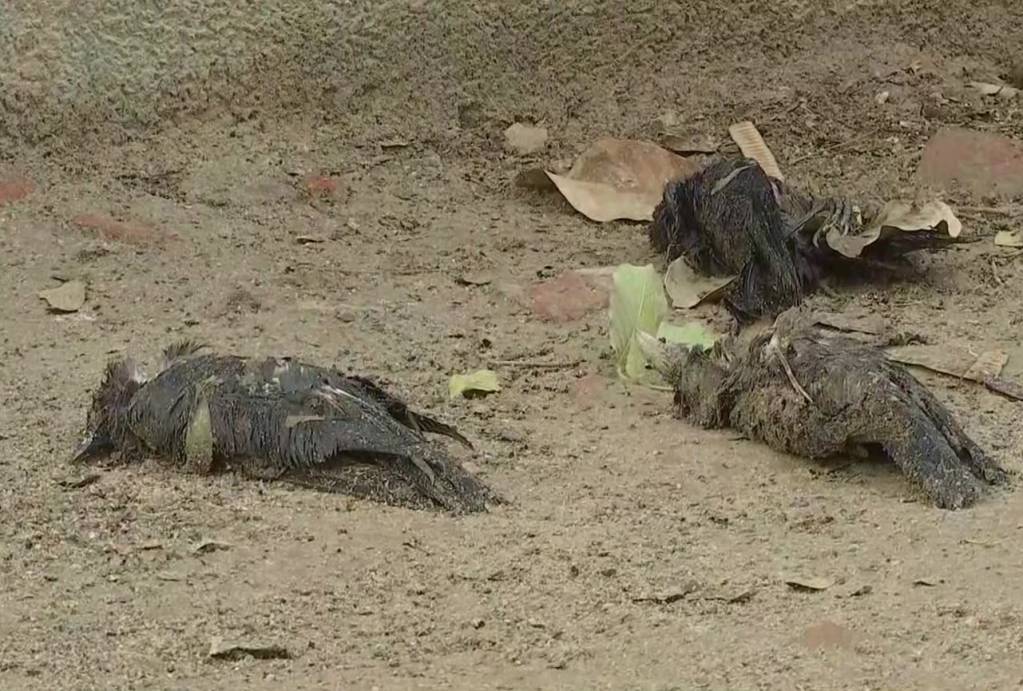 Bird Flu In Delhi: Kejriwal Govt On Alert As Crows, Ducks Found Dead In Jasola, Mayur Vihar, Other Areas; See Visuals