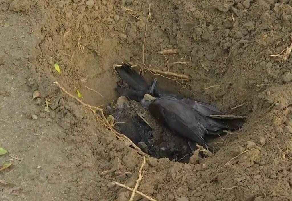 Bird Flu In Delhi: Kejriwal Govt On Alert As Crows, Ducks Found Dead In Jasola, Mayur Vihar, Other Areas; See Visuals