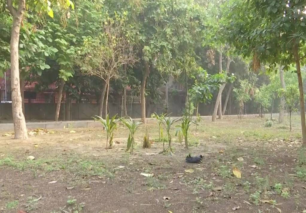 Bird Flu In Delhi: Kejriwal Govt On Alert As Crows, Ducks Found Dead In Jasola, Mayur Vihar, Other Areas; See Visuals