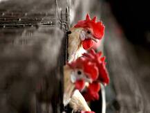 Bird Flu Death: বার্ড ফ্লুতে বছরের প্রথম মৃত্যু দেশে, প্রাণ হারাল ১২ বছরের কিশোর