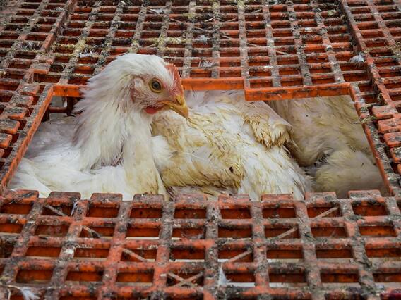Bird Flu : सावधान! बर्ड फ्लूचा नवा धोकादायक स्ट्रेन H5N1, माणसांनाही संक्रमण होण्याची भीती