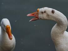 IN PICS | India Battles Bird Flu As Suspicious Death Of Crows, Ducks Reported Across The Country