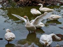 IN PICS | India Battles Bird Flu As Suspicious Death Of Crows, Ducks Reported Across The Country