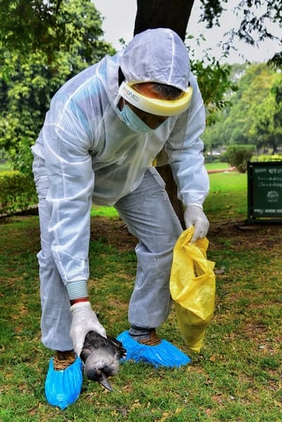 Jaipur: An official picks a dead crow at Ramniwas Garden, in Jaipur, Saturday, Jan. 9, 2021. An alert has been sounded across the country after the detection of bird flu cases in six states. (PTI Photo)(PTI01_09_2021_000175B)