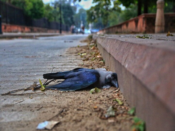 Mumbai Bird flu confirmed Thane Bird flu scare crows found dead in Mumbai Chembur area Bird Flu Reaches Mumbai: Samples Of Crows Found Dead In Chembur Test Positive; CM Uddhav To Hold Review Meet