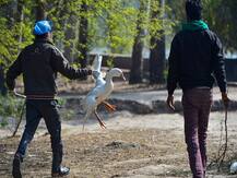 In PICS | Bird Flu Confirmed In Delhi’s Sanjay Lake Area; Ban On Sale Of Processed Chicken From Outside