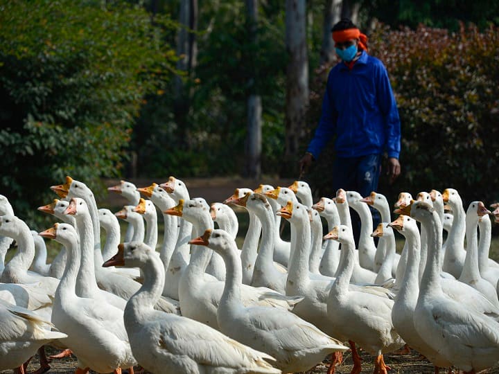 After Ranchi, Bird Flu Outbreak In Jharkhand's Bokaro Kills 250 Birds After Ranchi, Bird Flu Outbreak In Jharkhand's Bokaro Kills 250 Birds After Ranchi, Bird Flu Outbreak In Jharkhand's Bokaro Kills 250 Birds