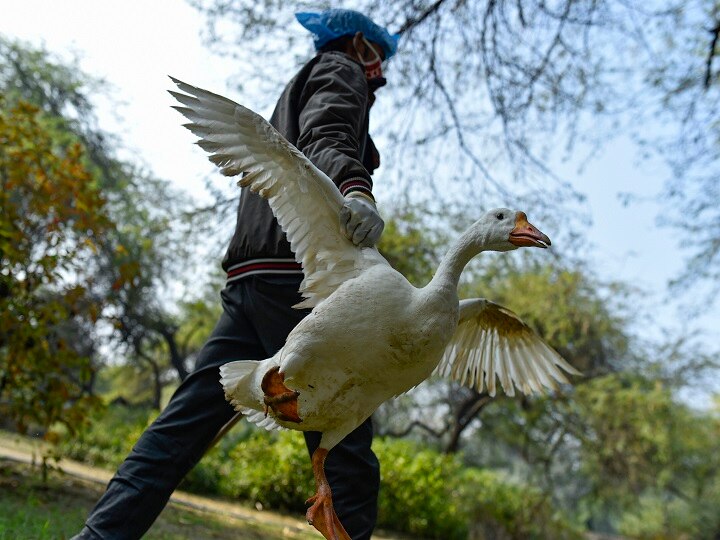 China identifies first human infected H3N8 bird flu case Bird Flu in Human: చైనాలో బర్డ్ ఫ్లూ వైరస్‌ కలవరం, మనిషికి సోకిన స్ట్రెయిన్ - ప్రపంచంలోనే తొలికేసు