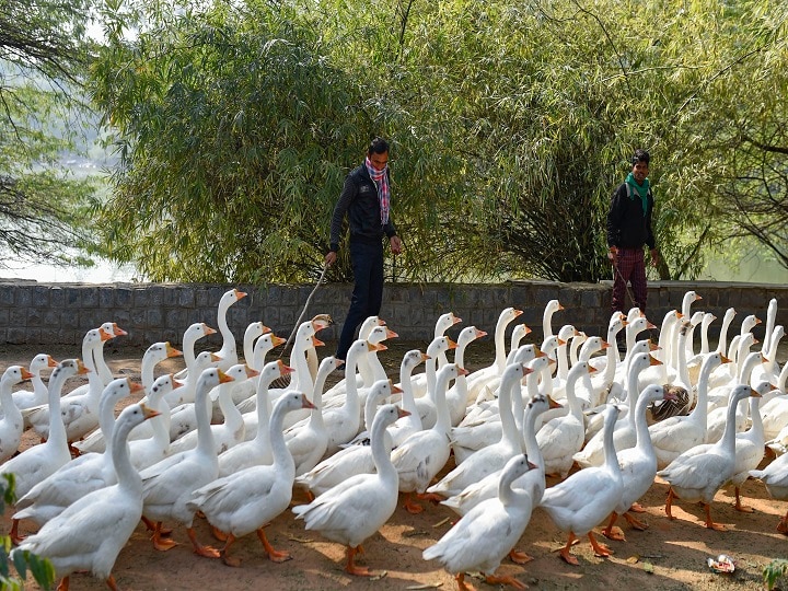 No Fear Of Human Transmission, 10 States Confirm Bird Flu Cases Bird Flu Crisis: 10 States Confirm Outbreak, Centre Allays Fear Of Human Transmission | Details