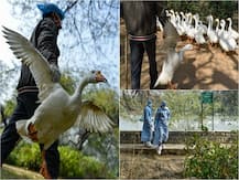 In PICS | Bird Flu Confirmed In Delhi’s Sanjay Lake Area; Ban On Sale Of Processed Chicken From Outside