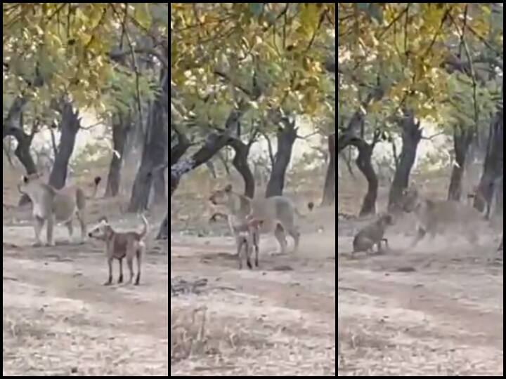 Dog vs Lioness: Fearless Stray Canine Fights Back Big Cat In Forest; Netizens React On Viral Video Dog vs Lioness: Fearless Stray Canine Fights Back Big Cat In Forest; Netizens React On Viral Video