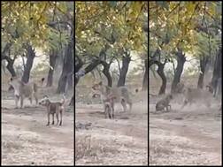 Dog vs Lioness: Fearless Stray Canine Fights Back Big Cat In Forest; Netizens React On Viral Video